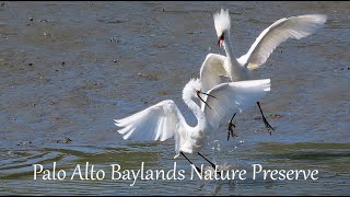 949  Palo Alto Baylands Nature Preserve [upl. by Lahcsap]