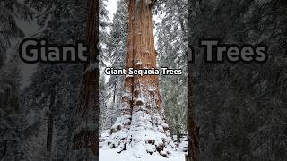 Winterland in Sequoia Nation Park [upl. by Ssur293]