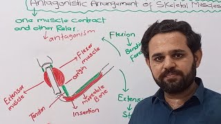 Antagonistic arrangement of muscles  Class 12  NBF  FBISE [upl. by Aubrette]