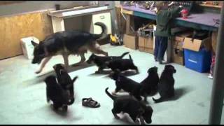 Chiots berger Allemand  Bonne fêtes [upl. by Aillij]