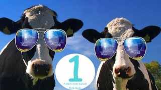 Funny Cow Dance 1 Cow Song amp Cow Videos  Funny Cow Dance Mix │ Dancing Cow Videos [upl. by Katharyn]