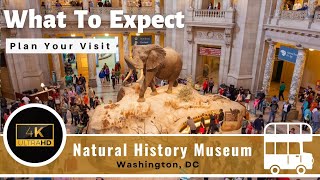 Natural History Museum  Full Tour  Washington DC  Smithsonian 4K [upl. by Katzir]