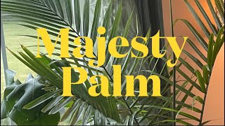 Majesty Palm ll How to GROW amp CARE for Majesty Palm Ravenea Rivularis [upl. by Dorelia131]