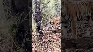 Tigresses 🐅शिकार करती है अपने बचो के लिए 😱bandhavgarh jungle safari wildanimals tiger shorts [upl. by Gunar]