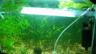 Killifish notho rachovii beira 98 planted tank Update May15 [upl. by Trebbor]