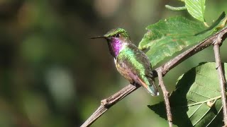 Bumblebee Hummingbird and its Call [upl. by Joannes]