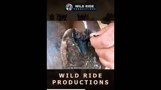 4 Bad hooves farrier hoofcleaning asmrvideo asmr oddlysatisfying horse horsecare satisfying [upl. by Amesari]