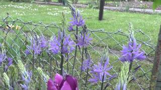 Camassia leichtlinii  Prärielilie Indian Hyacinth [upl. by Rhpotsirhc845]