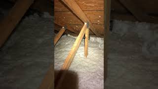 Raccoon in Attic in Orlando [upl. by Ymmit]