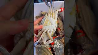 crab seafood shark mackerelshorts fishing fishervibesdaily [upl. by Adnilak363]