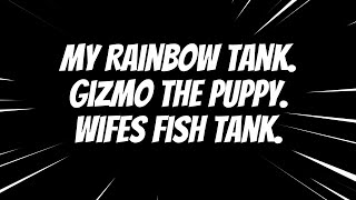 2024  Our Fish Tanks and Gizmo the Puppy [upl. by Nwahsar398]