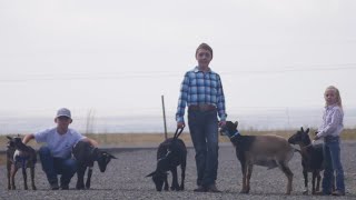 Hauge family heads into another year of 4H goat competitions at Montana Fair [upl. by Terraj]