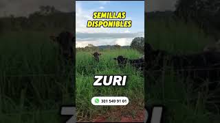 SEMILLAS DE PASTO para GANADO ganaderoscolombia ganaderiacolombiana [upl. by Waal]