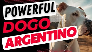 Powerful and Protective Dogo Argentino [upl. by Gyatt]