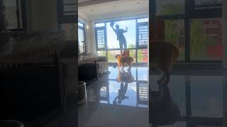 The golden retriever protects and prevents its owner who is cleaning the windows from falling😇 [upl. by Nibas]