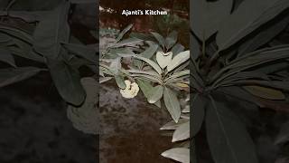 Sugar apple Seetaaphal ajantiskitchen [upl. by Hiroshi]