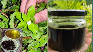 Bhringraj Herbal Hair Oil  How to prepare bhringraj hair oil  guntagalagara aaku nune [upl. by Nylcoj410]