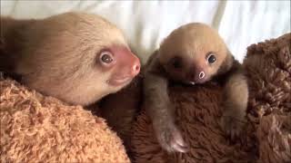 Baby Sloths Being Sloths  FUNNIEST Compilation [upl. by Anialam73]