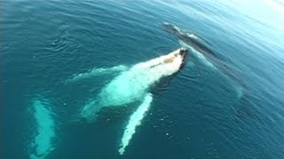 Songs of the East Australian Humpback Whales [upl. by Hildie]