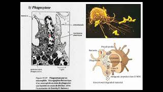 Biologie cellulaire S1  Membrane plasmique 5 Endocytose et Exocytose  Vidéo 11 partie 1 [upl. by Kciv470]