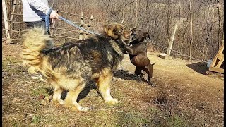 illyrian shepherd vs pitbull  illyrian shepherd mature alpha male dominant [upl. by Eden359]