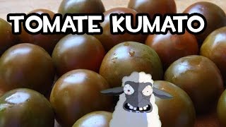 Germinar un Tomate Kumato en Casa  Muy fácil [upl. by Gundry]