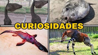 50 Curiosidades Sobre Los Animales que No Sabías [upl. by Arual]