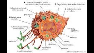 RETICULOENDOTHELIAL SYSTEM [upl. by Fowle]