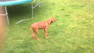 16 WeekOld Vizsla Puppy Pointing [upl. by Aden]