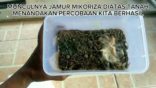 Cara Membuat Jamur Mikoriza [upl. by Dorcas898]