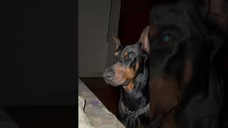 Doberman zeus sürekli çişi var [upl. by Harpole]