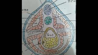 عملية تكوين الاعضاء Organogenesis of Toad [upl. by Neros196]