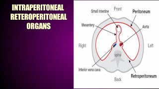 INTRA PERITONEAL AND RETROPERITONEAL ORGANS GROSS ANATOMY [upl. by Ahseneuq]