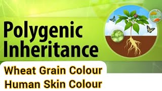 Polygenic Inheritance Wheat Kernels Colour Human Skin Colour BiologyClass 12 [upl. by Angil142]