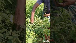 How to Grow Tomatoes for High Yield grow tomato farming tips how shorts [upl. by Nord]