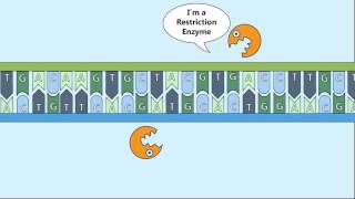 Recombinant DNA Process [upl. by Annahael]