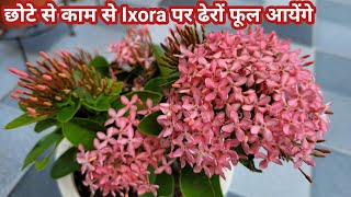 low care flower ixora  how to get more flowers in Ixora  ixora plant care [upl. by Negriv724]