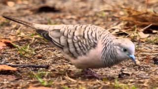 Peaceful Dove Geopelia placida  Friedenstäubchen 5 [upl. by Madoc793]