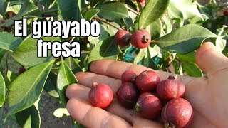 EP4 Guayabo fresa o Arazá rojo Psidium cattleianum ¦ En clima mediterraneo [upl. by Schaffel754]