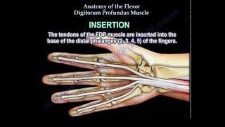 Anatomy Of The Flexor Digitorum Profundus Muscle  Everything You Need To Know  Dr Nabil Ebraheim [upl. by Tam]