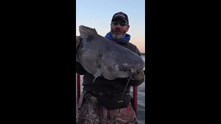 Monster Catfish Caught by Anchoring PowerPoles [upl. by Slaohcin]