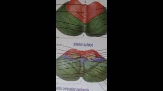 cerebellum anatomy surfaces  lobes  function [upl. by Airreis412]