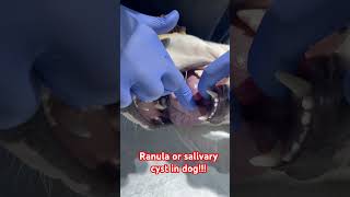 Ranula or salivary cyst in dog [upl. by Odareg449]