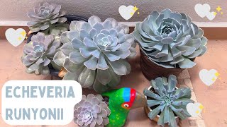 Echeveria Runyonii  3 variedades  diferencias  cuidados [upl. by Dunseath]