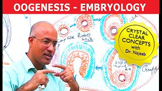 Oogenesis  Gametogenesis  Embryology🩺 [upl. by Anelliw]