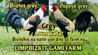 Visit quality Gamefowl in the Philippines  MARK LIM OF LIMPBIZKIT GAMEFARM [upl. by Acirem]