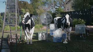 ChickfilA  Cows  Thunderstorm  Coke  15 [upl. by Haines]