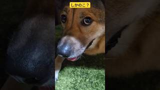 僕は犬の子だよ🐕️＃犬＃Dog＃ドッグ＃保護犬＃大型犬＃中型犬＃ミックス＃雑種＃２歳＃3歳＃天気＃晴＃雨＃台風＃夏＃しかのこ＃こしたんたん [upl. by Buke903]