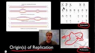 DNA Replication [upl. by Allerym]