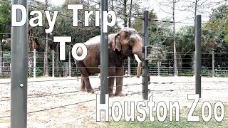 Day Trip to Houston Zoo [upl. by Maurili103]